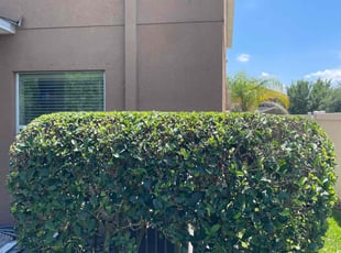 Leana S.'s Bush Trimming service result