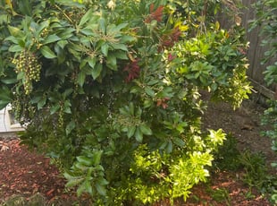 Bush Trimming by Jae Ayres for Marie Jane C. in Renton, WA