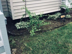 Weeding by DAVID FOSTER for Ciara P. in Williamsburg, VA