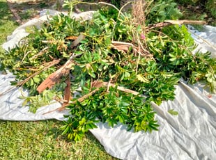 Bush Trimming by John Layne for Thomas L. in Boynton Beach, FL