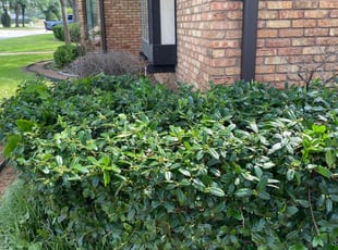 Bush Trimming by Christopher Nace for John S. in Fort Worth, TX