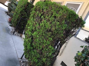 Bush Trimming by Santos Pereira for John F. in Los Angeles, CA