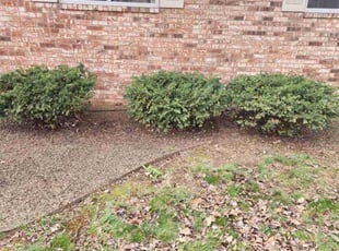Bush Trimming by Jacob Ragland for Katherine M. in Rogers, AR