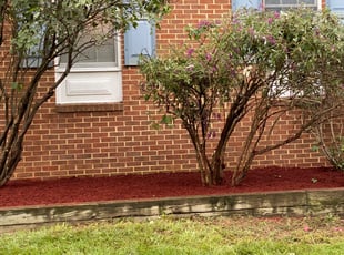 Bush Trimming by Hector Reyes for P R. in Alexandria, VA