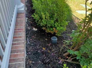 Weeding by Jose Rodriguez for Shiva C. in Irving, TX