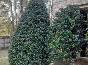 Bush Trimming by Robert Collins for Toria B. in Mandeville, LA