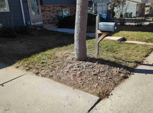 Leaf Removal by Johnny Hines for Christy H. in Aurora, CO