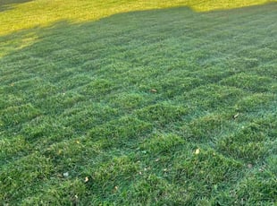 Lynn M.'s Lawn Service service result