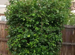 Bush Trimming by Jacques Chauvin for Donnell T. in Thornton, CO