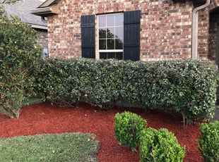Bush Trimming by Carlitta Brazile for Gerson E. in Katy, TX