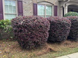 Bush Trimming by Armando J for Randy L. in Suwanee, GA