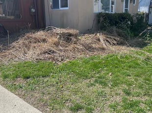 Bush Trimming by Susy Mia Nieto for Jayne P. in Wilmington, DE
