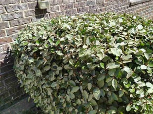 Bush Trimming by Enrique Ramirez for Creslyn D. in Baytown, TX