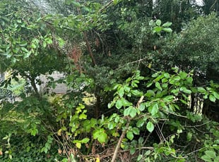 Bush Trimming by Arturo Arroyos for Gaylon C. in Shoreline, WA