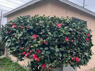 Bush Trimming by Fernando Gomez Rodriguez for Vicie C. in Compton, CA