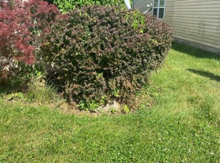 Bush Trimming by David Walton for Todd D. in Columbus, OH