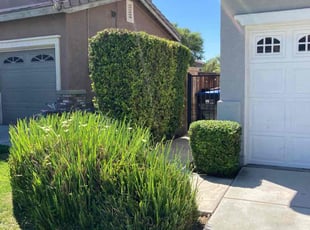 Bush Trimming by Hugo Lopez for Stephanie A. in Menifee, CA