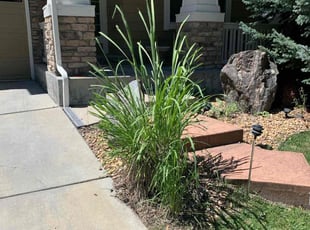 Bush Trimming by Brody Garth for Alex D. in Aurora, CO