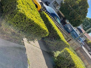 Bush Trimming by Luis Enrique Rafael chavez for Linda M. in San Jose, CA