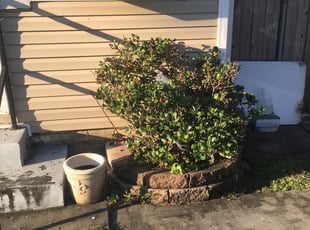 Bush Trimming by Lawrence Pourciau for Catherine S. in Jefferson, LA