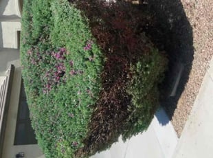 Bush Trimming by Maria Gonzalez for Bob U. in Gilbert, AZ
