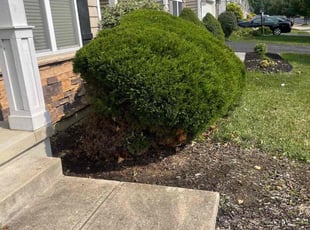 Bush Trimming by Edgar Hernandez for Jimi Y. in Columbus, OH