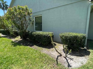 Bush Trimming by Ramon Taguja for Nikki B. in Lithia, FL