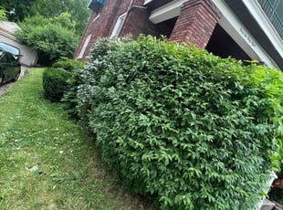 Bush Trimming by Thomas Glutz for Hutler B. in Cincinnati, OH