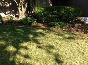 Bush Trimming by Earnest Williams for Jennifer D. in Dublin, OH