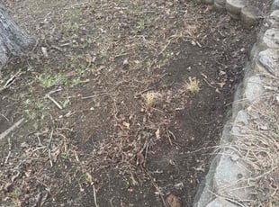 Cleanups by Guillermo Domenech for Jordan G. in Canton, GA