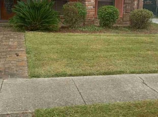 Bush Trimming by Terry Felo for Aniece S. in New Orleans, LA