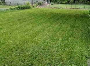 Luella C.'s Yard Cutting service result
