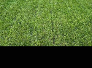 Phillip F.'s Lawn Service service result
