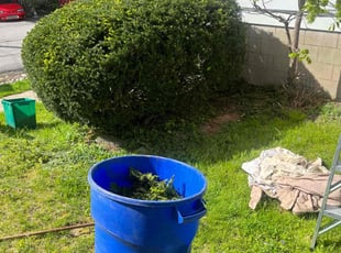 Bush Trimming by Jeffrey Kramer for Stephen C. in Avoca, PA