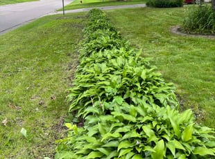 Bush Trimming by Ernest Hale III for Hosea M. in Minneapolis, MN