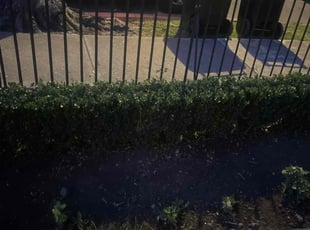 Bush Trimming by Nicholas Boutte for Jeanie Z. in New Orleans, LA