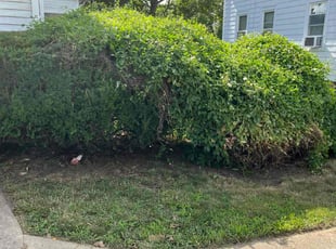 Bush Trimming by Mahmoud Eid for Aisha D. in East Providence, RI