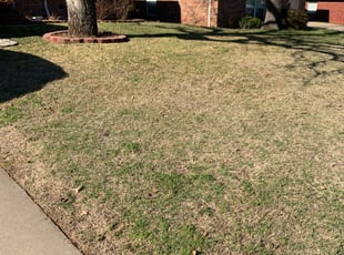Leaf Removal by Trisha Williams for Lynetria H. in Mansfield, TX