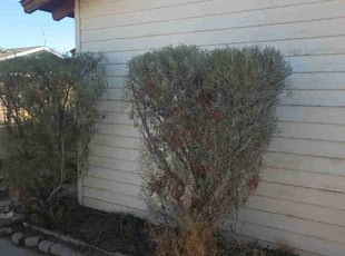 Bush Trimming by Juan Carlos Laurean Lozoya for Bryan R. in Mesa, AZ