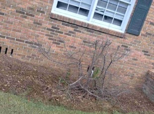 Weeding by David Sears for Gabriel W. in Birmingham, AL