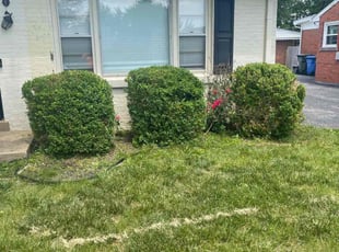 Bush Trimming by Tristan Spradlin for Andrew H. in Lexington, KY