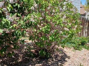 Bush Trimming by Joshua Hines for Valerie M. in Aurora, CO