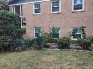 Bush Trimming by Allan Roberts for Bemnet S. in Arlington, VA