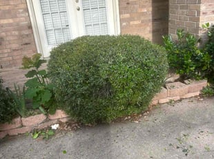 Bush Trimming by Julian Sanchez for Joyce G. in Allen, TX