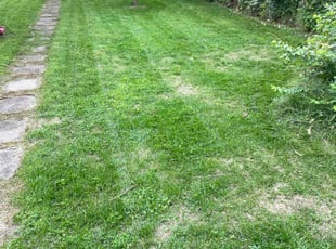 Rachel V.'s Lawn Maintenance service result