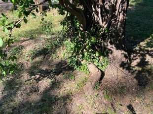 Cleanups by Dominick Baldwin for Ashley S. in Springfield, MO