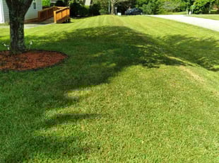Jamie T.'s Lawn Mowing service result