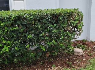 Bush Trimming by Leandro Lobo for Christina C. in Kissimmee, FL
