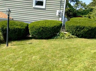 Bush Trimming by Steven Gober for Michael G. in Lincoln, RI