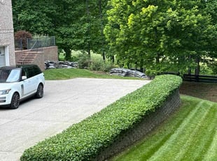Bush Trimming by Justin Shugrue for William H. in Franklin, TN